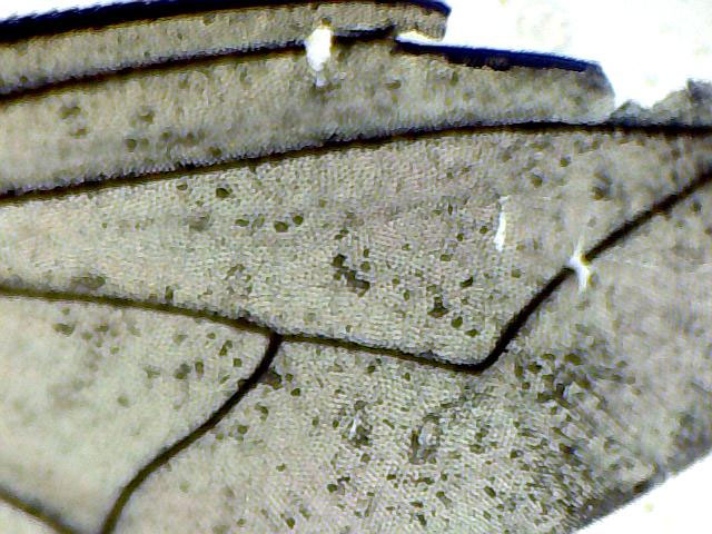 Ala di calliphoridae?